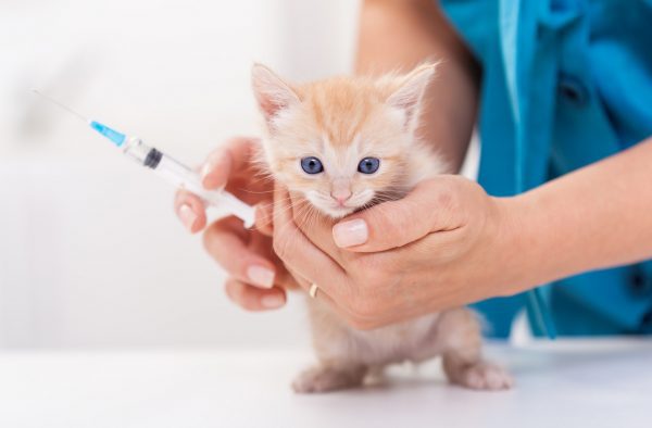 feline distemper vaccine - panleukopenia in cats