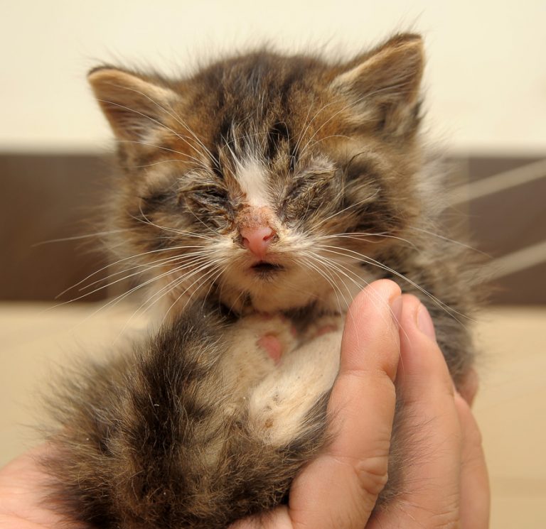 Feline Leukemia Symptoms Transmission Treatment And Vaccine