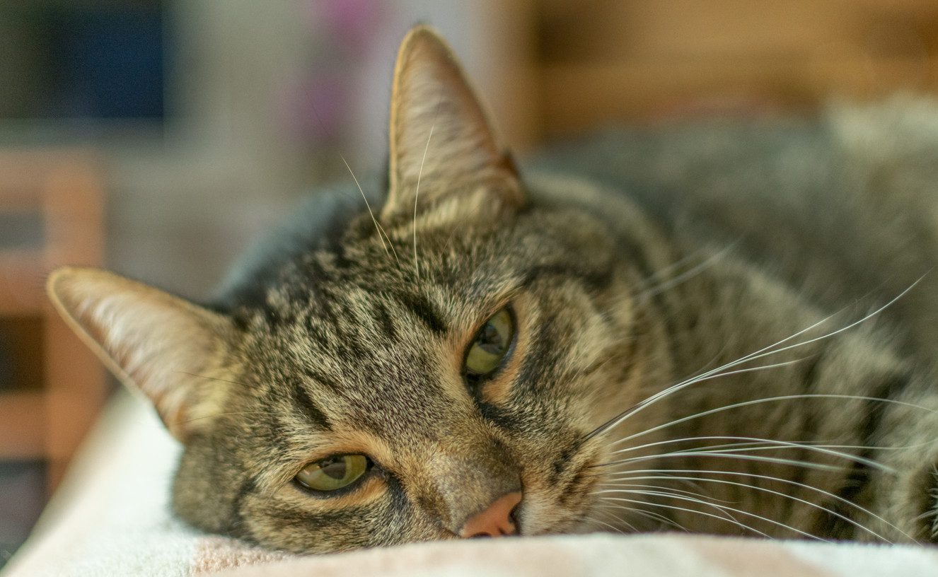 Feline Leukemia: Symptoms, Transmission, Treatment, and Vaccine