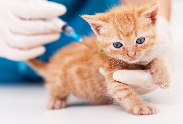 feline leukemia - feline leukemia vaccine