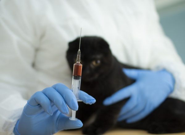 feline pancreatitis - pancreatitis in cats treatment