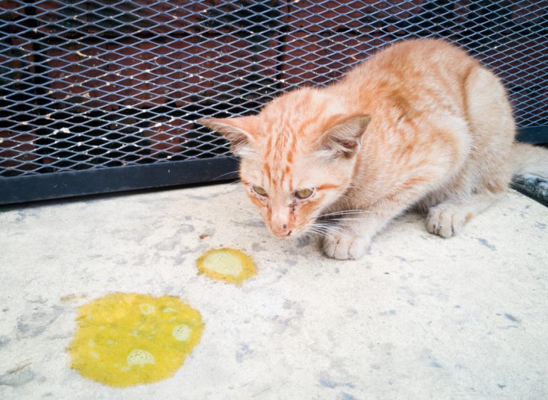 바닥에 노란 토와 피 섞인 설사를 한 뒤 기운 없이 쓰러져 있는 새끼 고양이