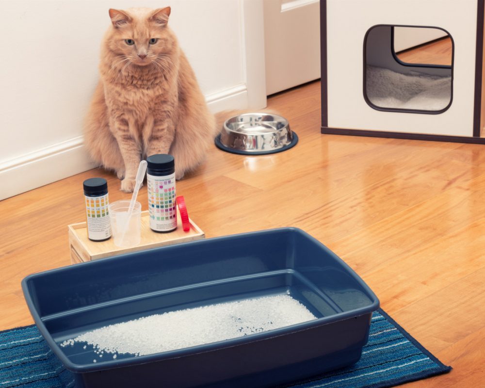 Urinary Tract Infection in CatsFeline Lower Urinary Tract Disease (FLUTD)