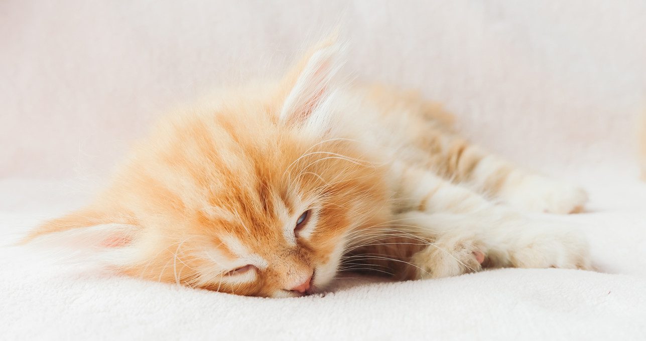 Feline Leukemia Symptoms Transmission Treatment And Vaccine Feline Leukemia Symptoms Transmission Treatment And Vaccine