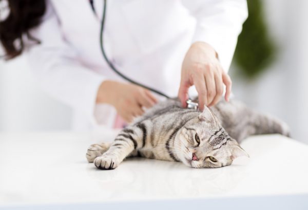 fiv cats - symptoms of fiv in cats - feline immunodeficiency virus