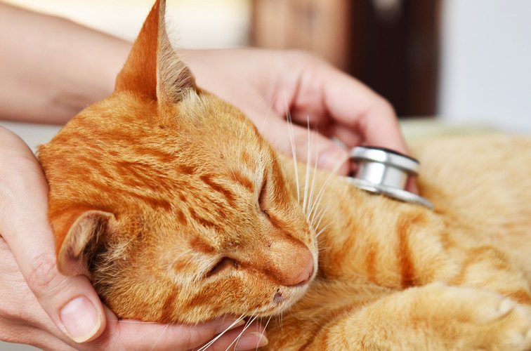 fiv - feline immunodeficiency virus