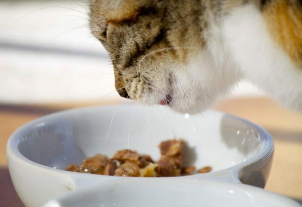 food for cats with ibd - ibd in cats best food