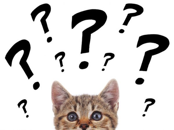frequently asked cat questions - cat constipation - cat vomiting