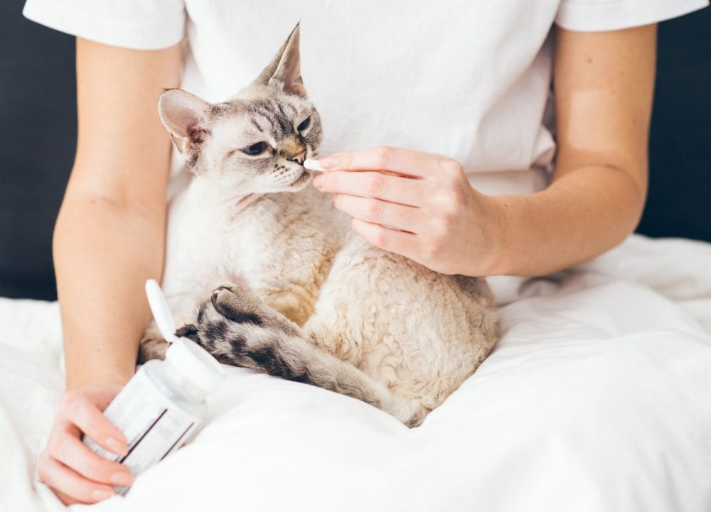 Gabapentin for Cats Gabapentin Dosage for Cats