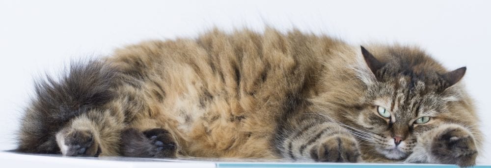 gabapentin od in cats