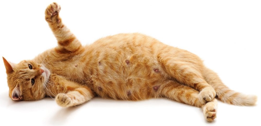gabapentin side effects in cats - pregnant cat