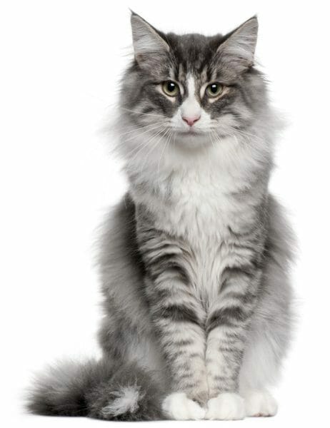 gray norwegian forest cat - maine coon vs norwegian forest cat