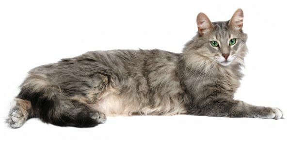 grey norwegian forest cat - black forest norwegian cat