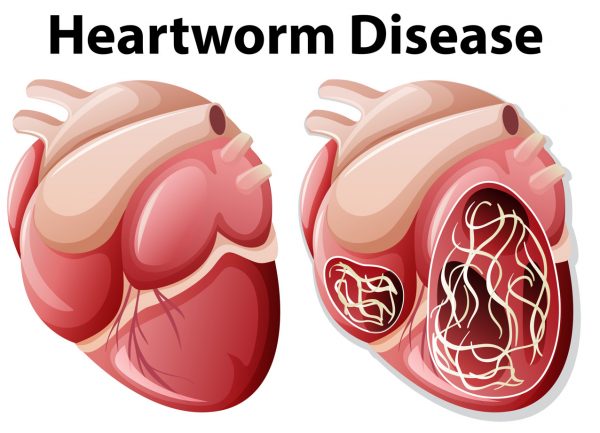 heartworm in cats - how to get rid of heartworms in cats