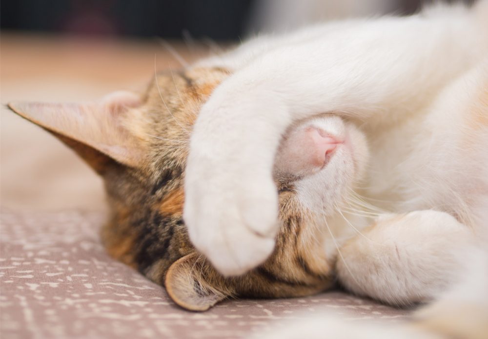 Heartworm in Cats Symptoms, Prevention, Treatment, Vaccine