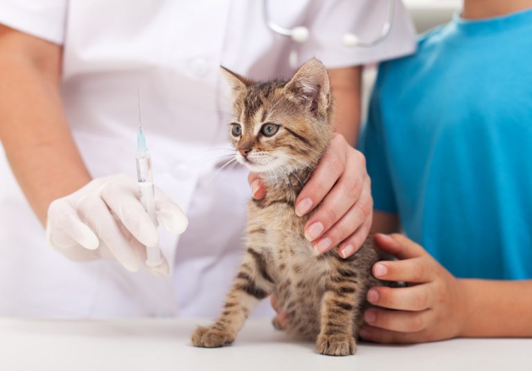 Cat Herpes Symptoms, Diagnosis, Treatment, Vaccines, Contagiousness