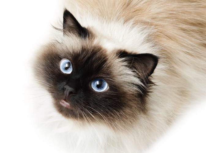 himalayan cat - himalayan cats