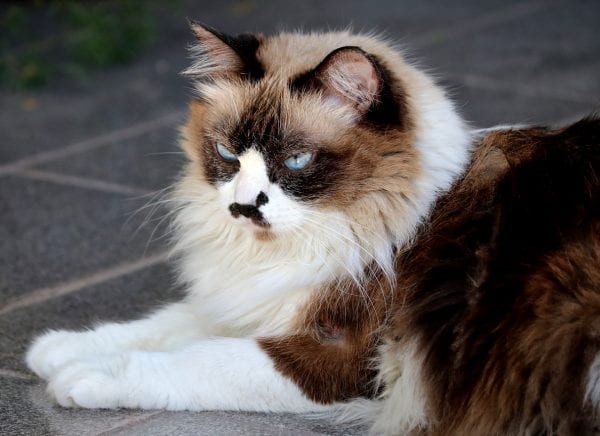 himalayan cats - himalayan persian cat