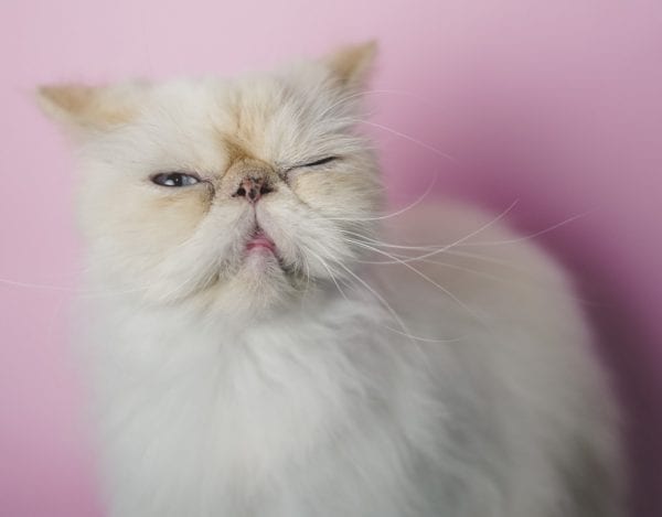 himalayan cats and kittens - photos of himalayan kittens