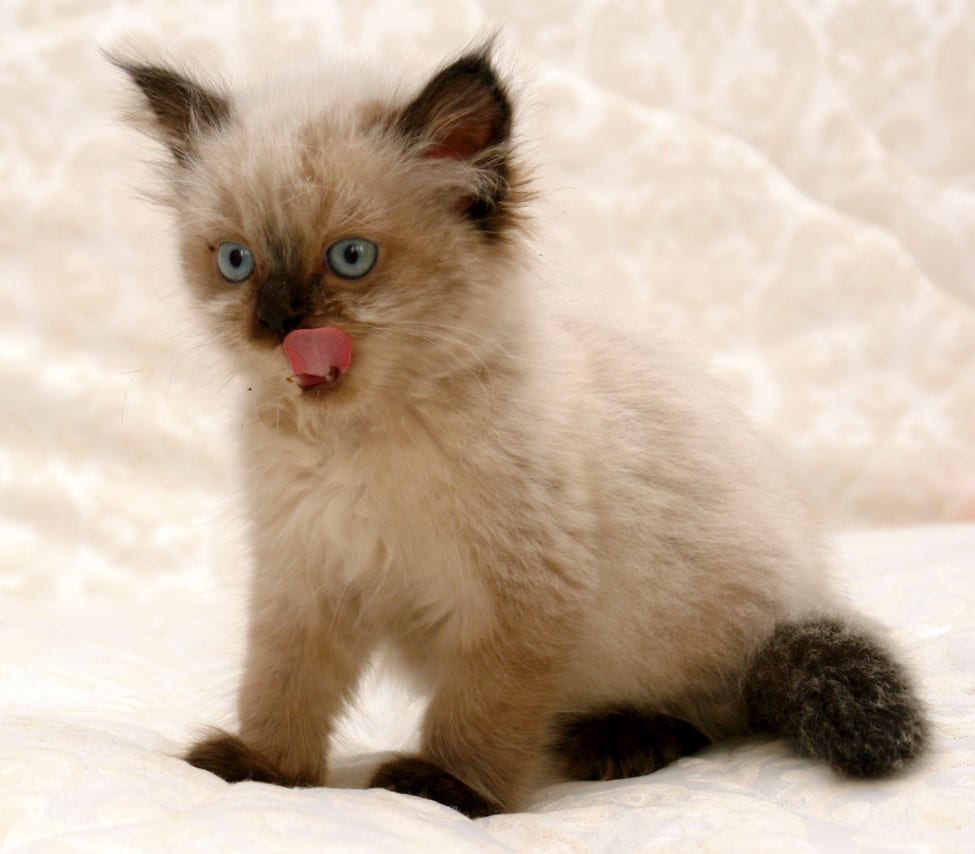 himalayan kittens - himalayan kitten