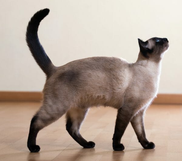 himalayan siamese cat - black siamese cat