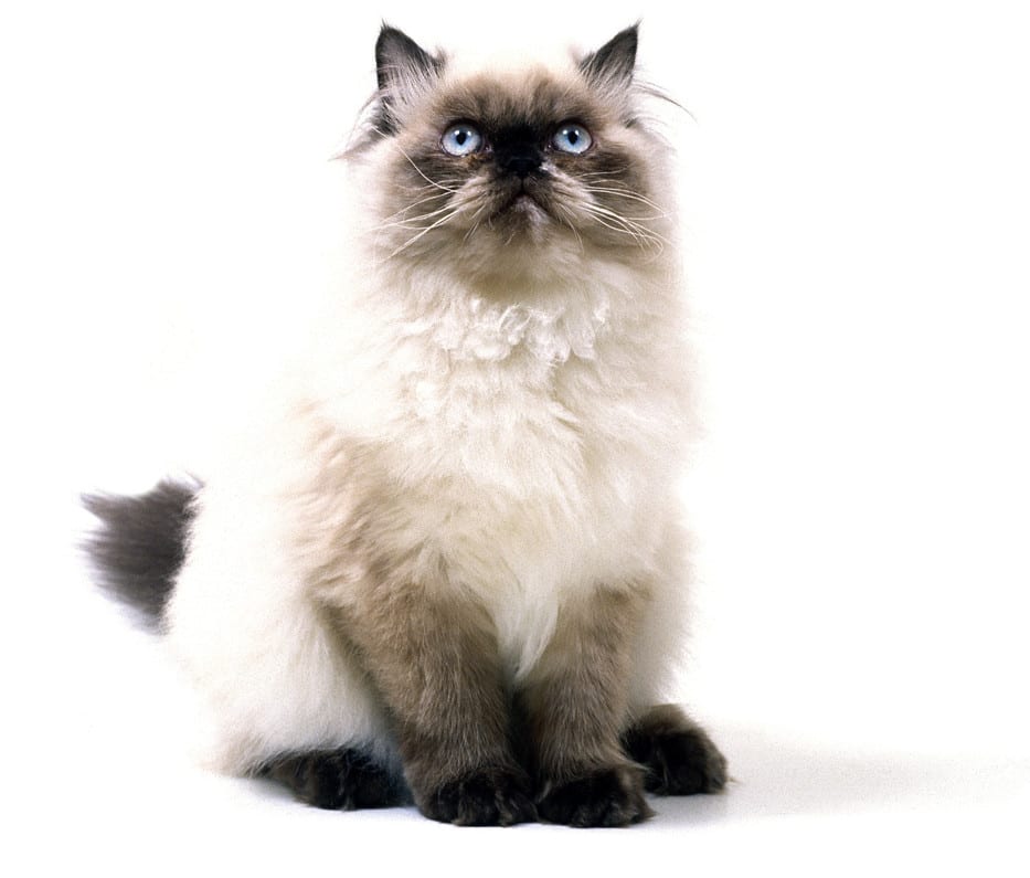 himalayan - himalayan siamese cat