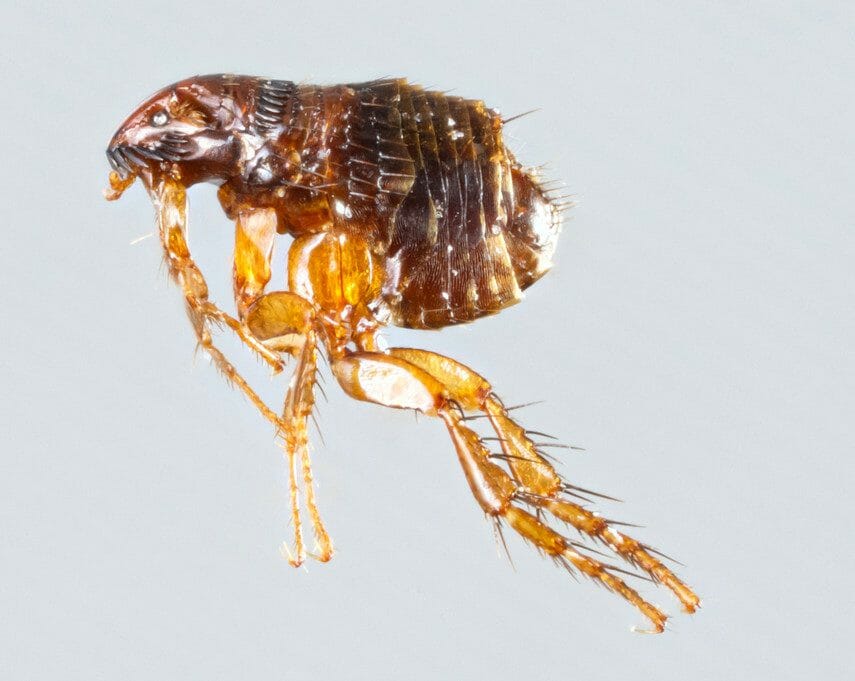 Tapeworm in Cats Causes, Symptoms, Diagnosis, Treatment, Prevention