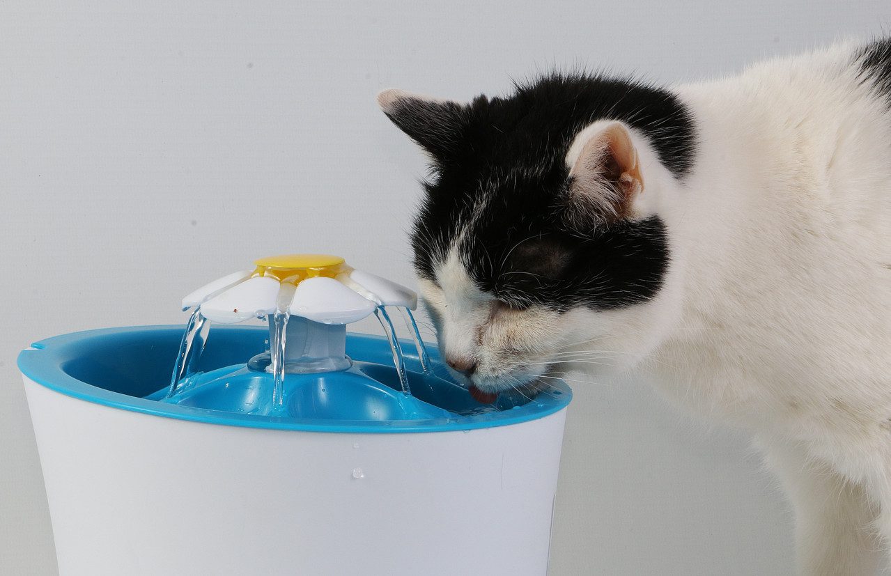 Cat Constipation Causes, Symptoms, Diagnosis, Treatment and Remedies