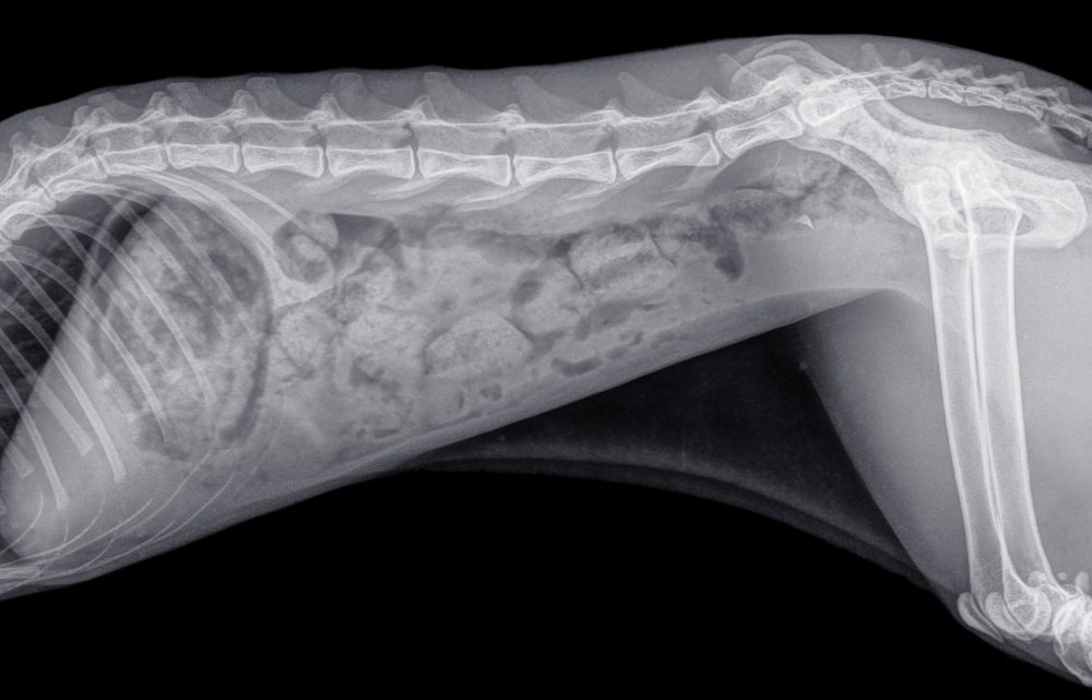 Cat Constipation Causes, Symptoms, Diagnosis, Treatment and Remedies