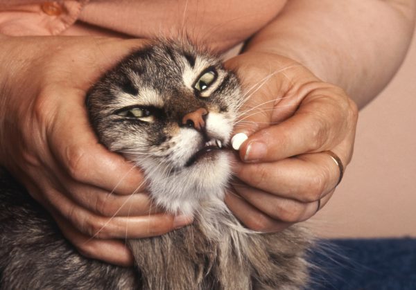 hypothyroidism cats treatment - hypothyroid cat