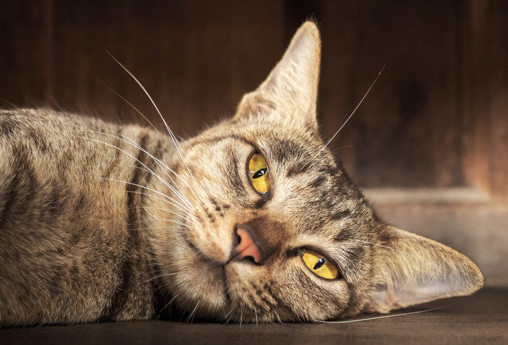 hypothyroidism in cats - congenital hypothyroidism cats
