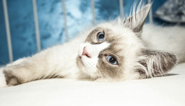 ibd-in-cats-symptoms-types-causes-diagnosis-treatment-prognosis