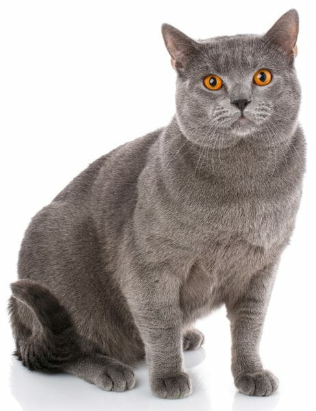 is the chartreux cat hypoallergenic - cat chartreux