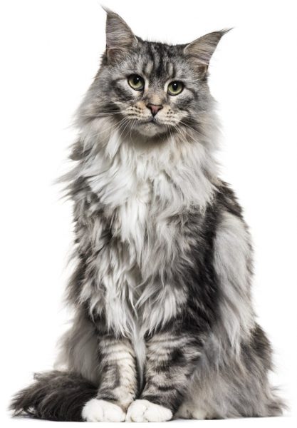 Grey Maine Coon Size