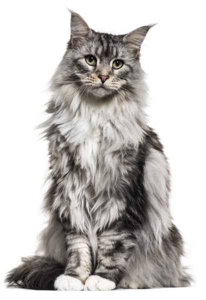 maine coon - maine coon cat