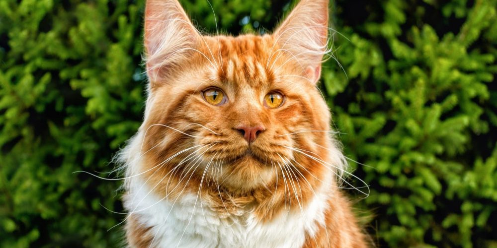 Orange Maine Coon Cat