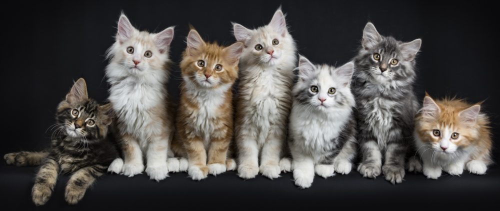 Maine Coon Kittens for Sale Rescue Adoption