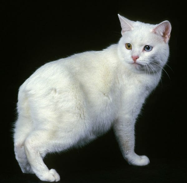 manx cat breed - manx cat tail