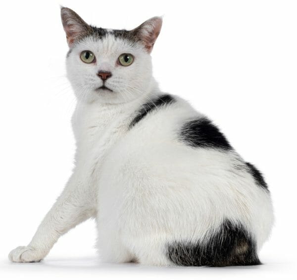 manx cat price - manx cat black and white