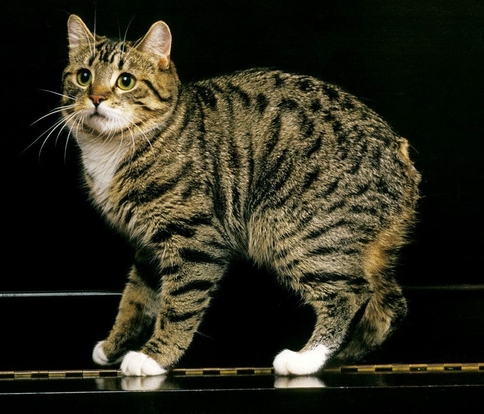 Manx Cat Personality, Appearance, History, Care and Health Issues