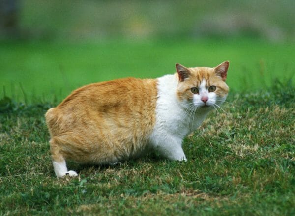 manx syndrome in cats - orange manx cat