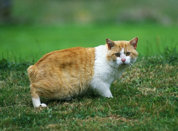 Manx Cat Personality, Appearance, History, Care and Health Issues