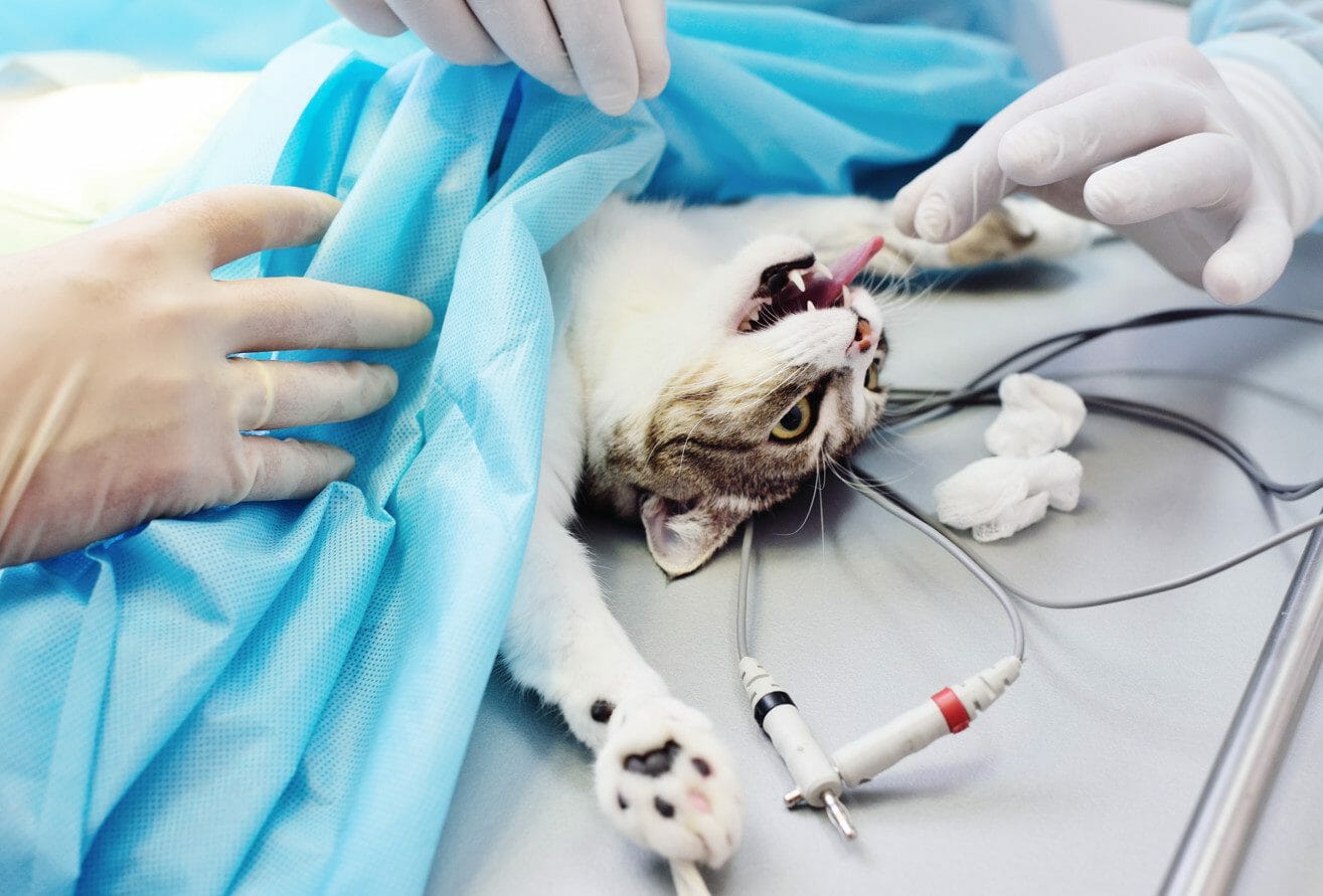 Megacolon in Cats: Causes, Description, Symptoms, Treatment, Prognosis