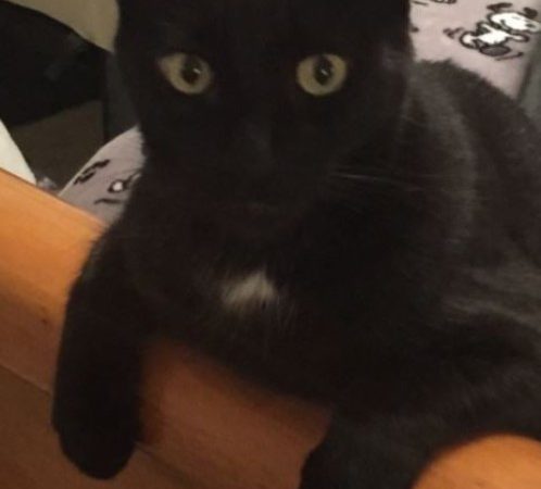 meowwiki black cat puma winner september 2020