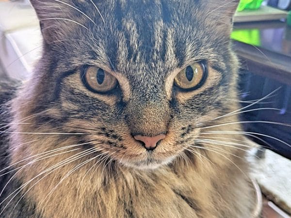 meowwiki cute cat photo contest winner hootie maine coon october 2023