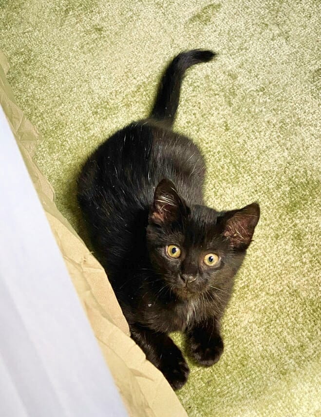 meowwiki cute cat photo contest winner tarot black cat july 2023