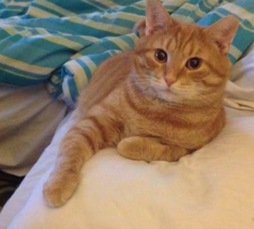 meowwiki cute cat picture winner ginji may 2020