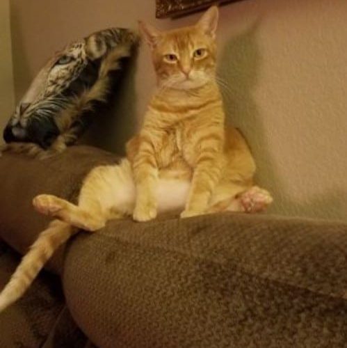meowwiki cute cat picture winner lilly march 2020 meowwiki cute cat picture winner lilly march 2020