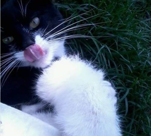 meowwiki cute cat picture winner marbosa april 2020
