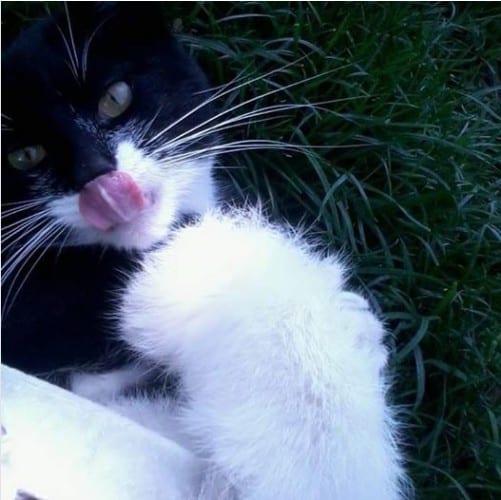 meowwiki cute cat picture winner marbosa april 2020
